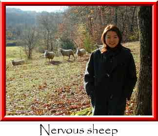 Nervous sheep Thumbnail
