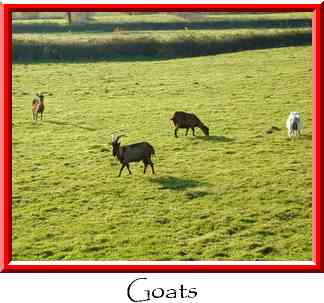 Goats Thumbnail
