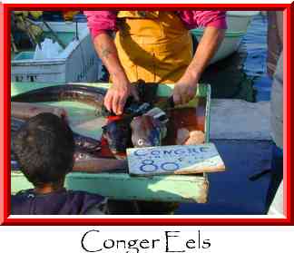 Conger Eels Thumbnail