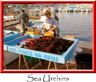 Sea Urchins Thumbnail