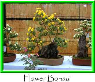 Flower Bonsai Thumbnail