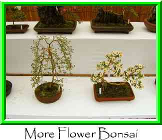 More Flower Bonsai Thumbnail