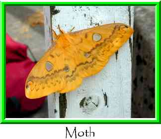 Moth Thumbnail