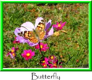 Butterfly Thumbnail