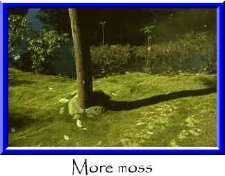 More moss Thumbnail