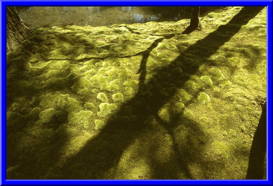 Moss shadow