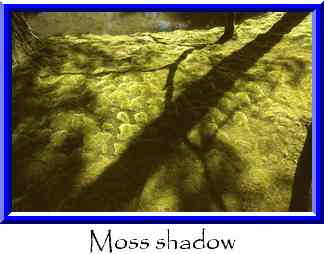Moss shadow Thumbnail