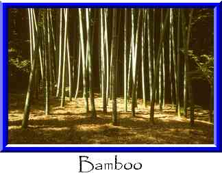 Bamboo Thumbnail