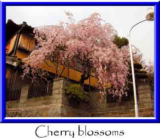 Cherry blossoms Thumbnail