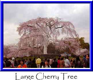 Large Cherry Tree Thumbnail