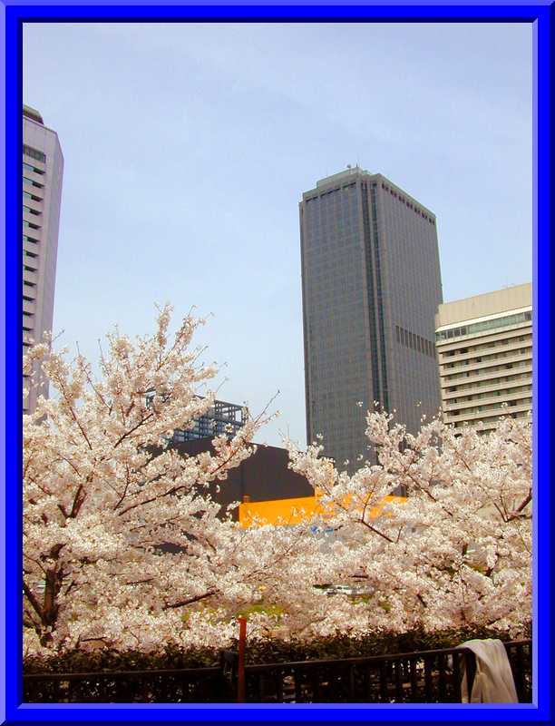 Osaka blossoms