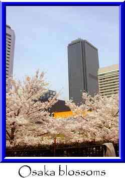 Osaka blossoms Thumbnail