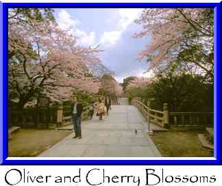 Oliver and Cherry Blossoms Thumbnail