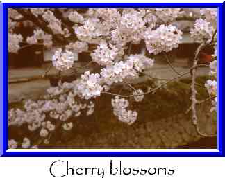Cherry blossoms Thumbnail
