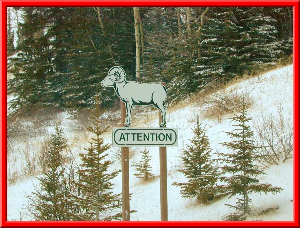 Watch for Wildlife
