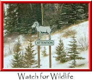Watch for Wildlife Thumbnail