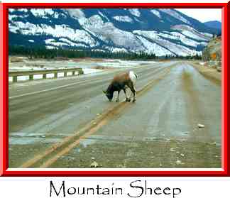 Mountain Sheep Thumbnail
