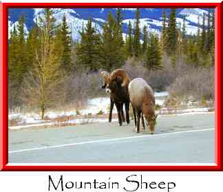 Mountain Sheep Thumbnail