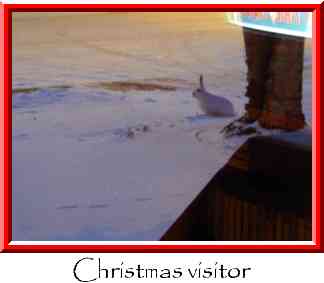 Christmas visitor Thumbnail