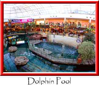 Dolphin Pool Thumbnail