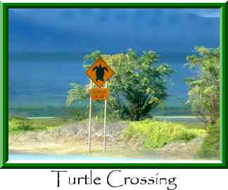 Turtle Crossing Thumbnail