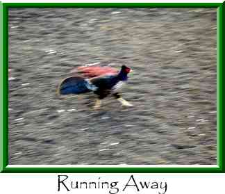 Running Away Thumbnail