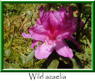 Wild azaelia Thumbnail
