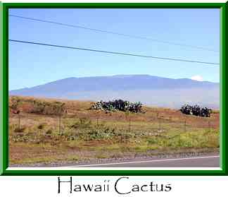 Hawaii Cactus Thumbnail