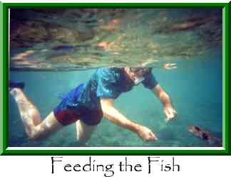 Feeding the Fish Thumbnail