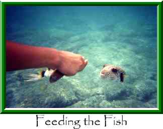 Feeding the Fish Thumbnail