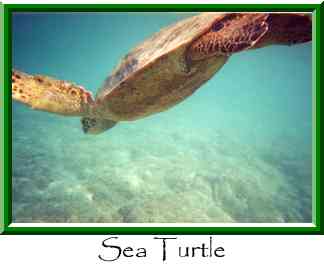 Sea Turtle Thumbnail