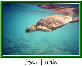 Sea Turtle Thumbnail