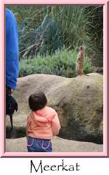Meerkat Thumbnail