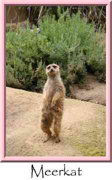 Meerkat Thumbnail