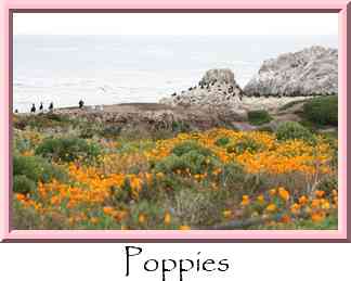 Poppies Thumbnail