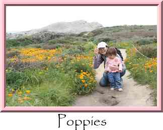 Poppies Thumbnail