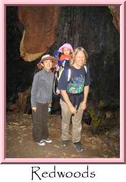 Redwoods Thumbnail