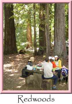 Redwoods Thumbnail
