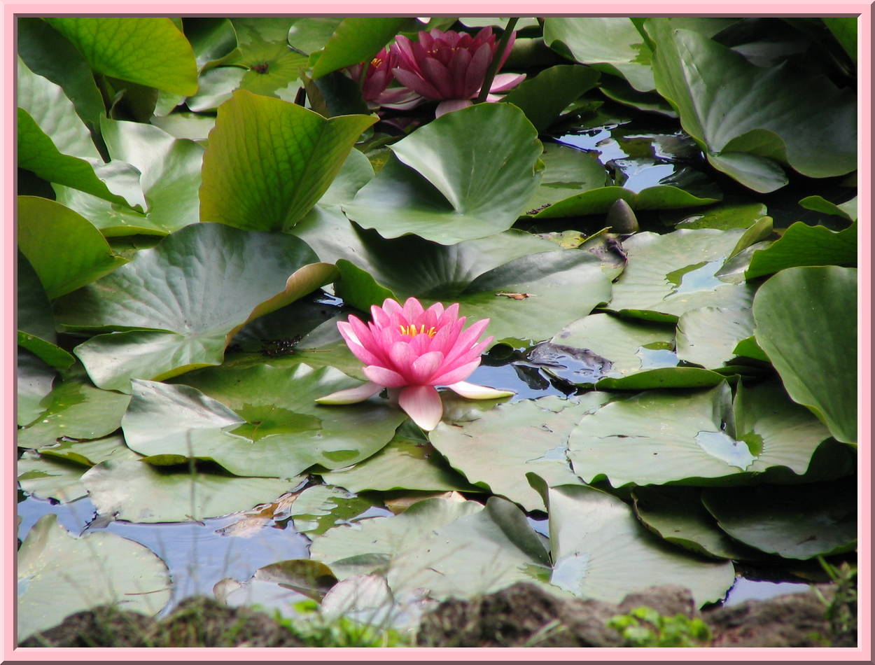 Lotus Blossom