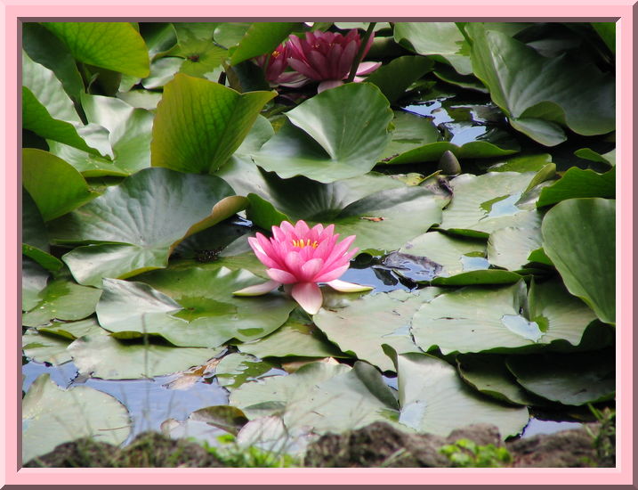 Lotus Blossom