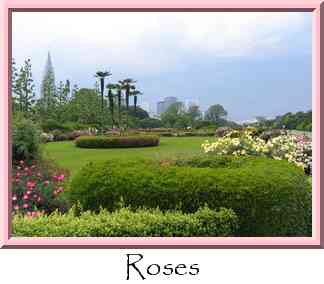Roses Thumbnail