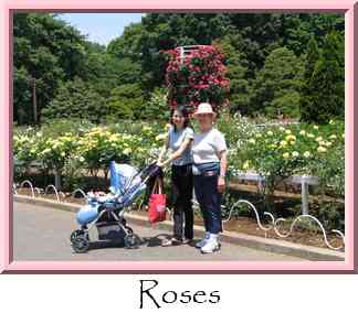 Roses Thumbnail