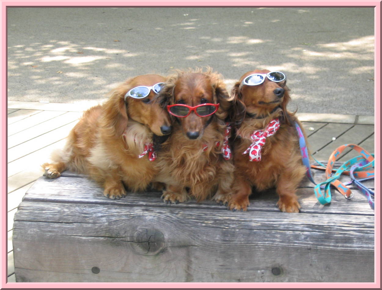 Cute dogs
