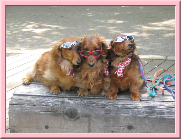 Cute dogs