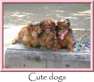 Cute dogs Thumbnail