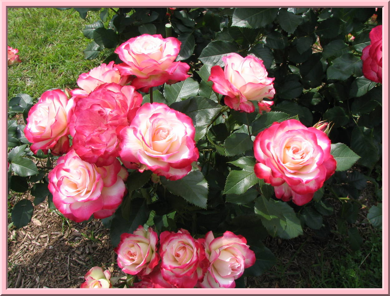 Roses