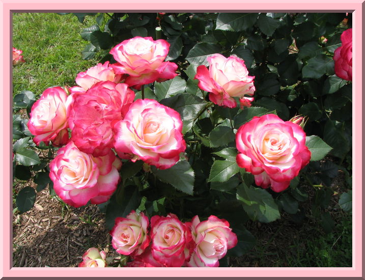 Roses