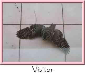 Visitor Thumbnail