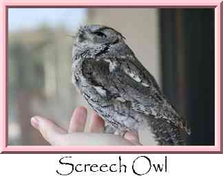 Screech Owl Thumbnail