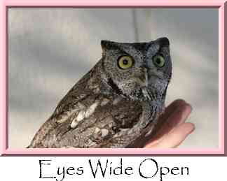 Eyes Wide Open Thumbnail